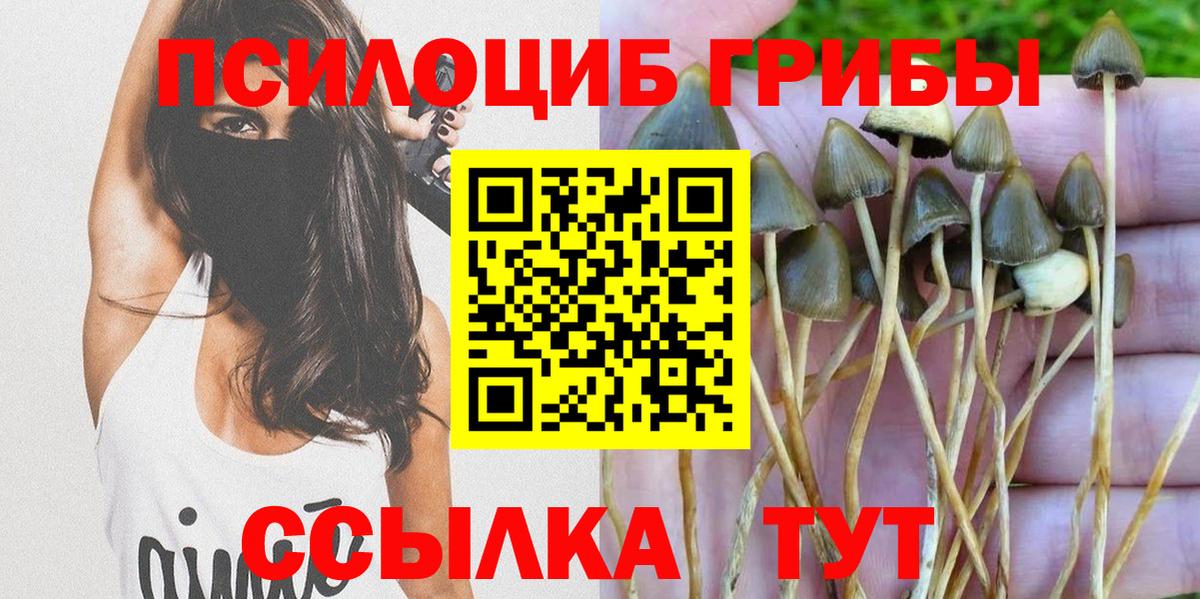 Галлюциногенные грибы ЛСД  Вход с VPN  как найти закладки  Хасавюрт  Галлюциногенные грибы Psilocybine cubensis 